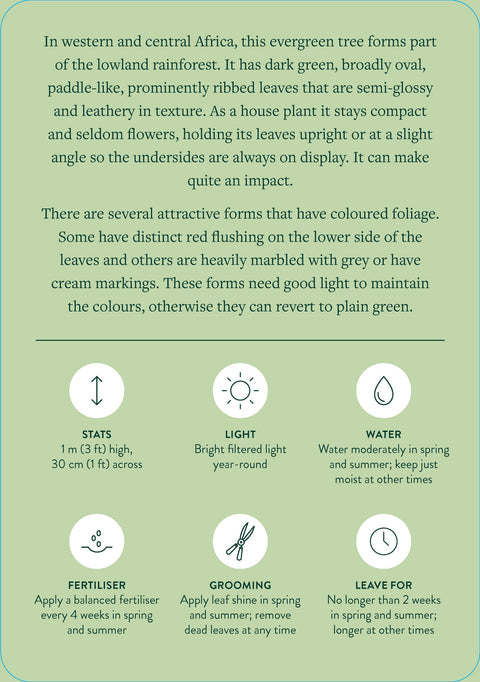 Healing plantcare