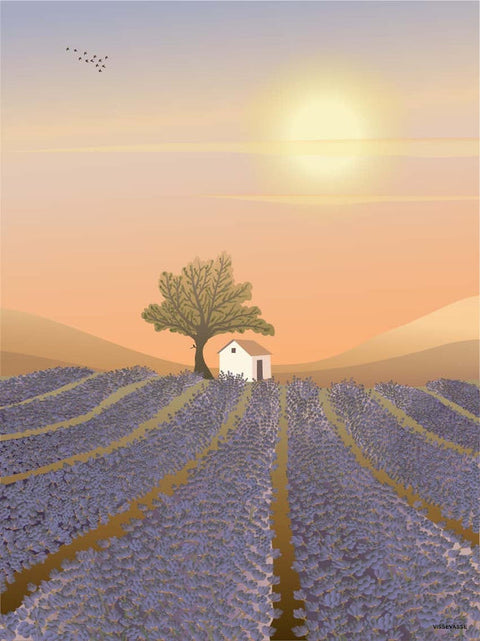 Lavender field poster